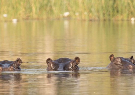 Okavango UOBS Lekkerbly 3