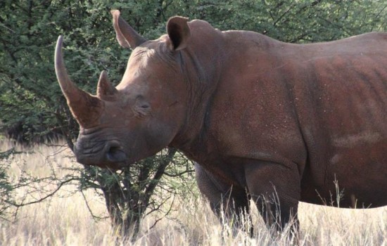 Khama Rhino Sanctuary