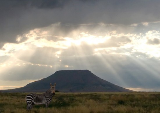 Lekkerbly Mountain Zebra 2