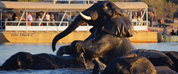 Chobe safari ldge actv long 4